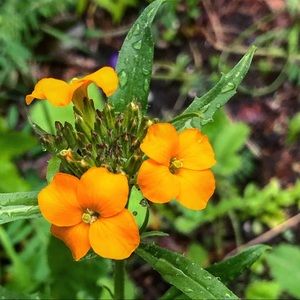 Meet your Posher, Emma